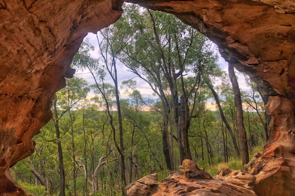 Pilliga Forest 3 1 1024x683