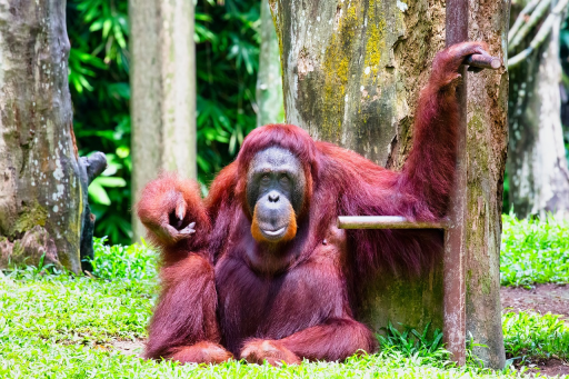 orangutan sitting in a jungle